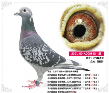 北京百鸽园-中国杯四关综合208名 雌