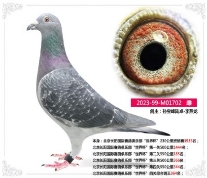 北京长阳国际赛鸽俱乐部“世界杯”四关综合鸽王364名 雌