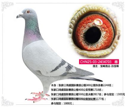 张家口鸿盛国际赛鸽公棚535公里加站赛1177名 雌