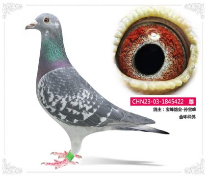 宝峰鸽业-孙宝峰 金环种鸽 雌