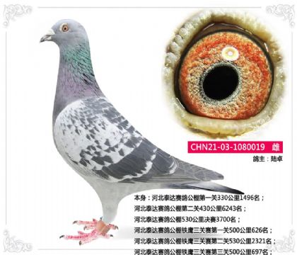 陆卓-河北泰达赛鸽公棚铁鹰三关赛第三关500公里697名