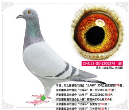 河北秦皇岛市鸽会“北斗杯”三关综合383名 雌