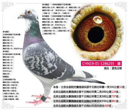 蓝色王朝--北京众益阳光赛鸽俱乐部千元特比环四关综合430名