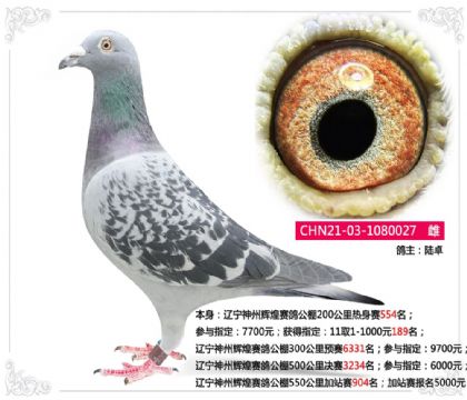 陆卓-辽宁神州辉煌赛鸽公棚550公里加站赛904名 雌