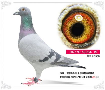 北京百鸽园-世界杯240公里资格赛251名 雌