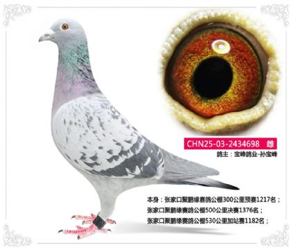 张家口聚鹏缘赛鸽公棚530公里加站赛1182名 雌