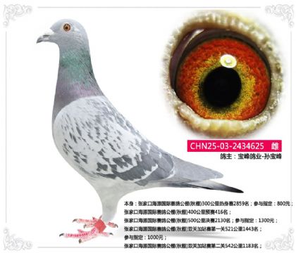 张家口海源国际赛鸽公棚(秋棚)400公里预赛416名 雌