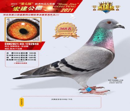 河北宏建赛鸽公棚500公里决赛368名 雌
