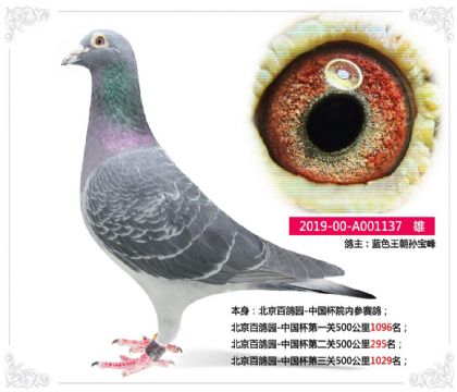 北京百鸽园-中国杯第二关500公里295名 雄