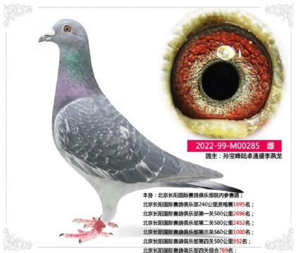北京长阳国际赛鸽俱乐部四关综合789名 雌