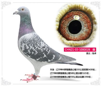 陆卓--辽宁神州辉煌赛鸽公棚550公里加站赛1998名 雌