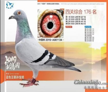 北京百鸽园-中国杯第四关550公里362名 雌