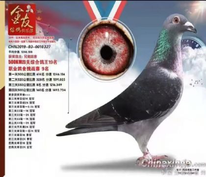 秦皇岛金友信鸽运动俱乐部四关综合鸽王19名 雄