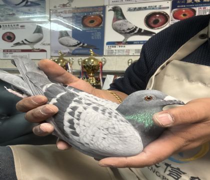 2.�����ָ�248