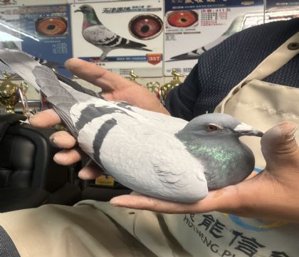 5.�����ָ�439