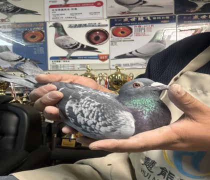 6.�����ָ�522