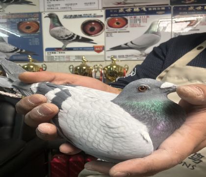 7.�����ߡ����߲�³��