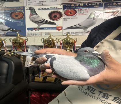 8.��ŵ���׻�Ѫ����