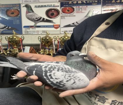 9.�����ָ�790