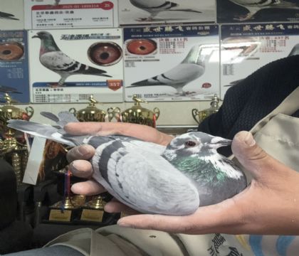 10.�����ָ�544