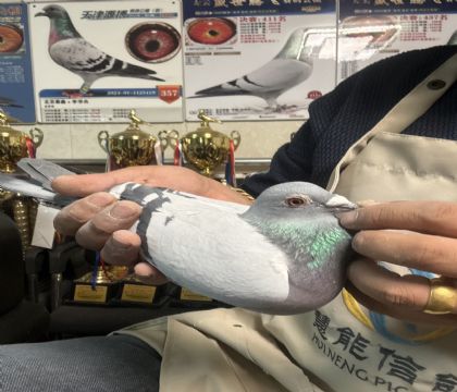 11.�����ָ�275