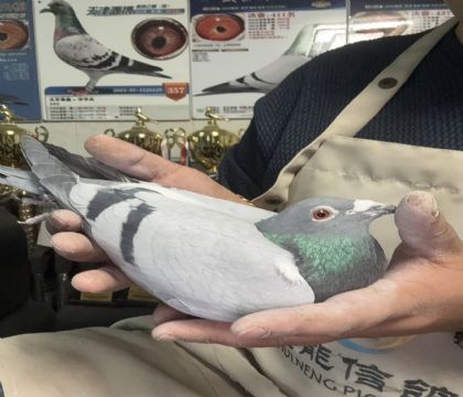 12.�����ָ�341