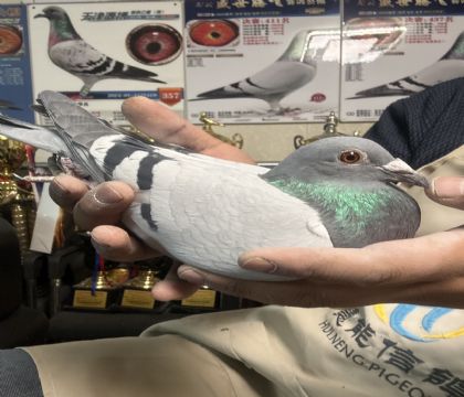 13.�����ָ�517