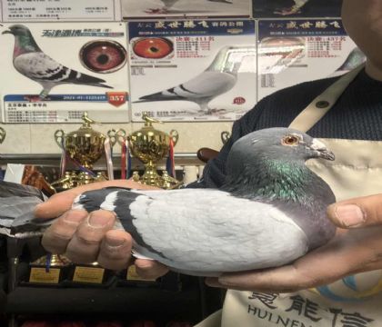 15.·ϲ�¹���ھ�ֱ��