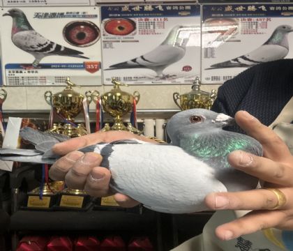 16.���������رȻ��й�382