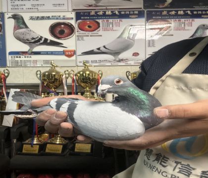 17.���ᷲ����862