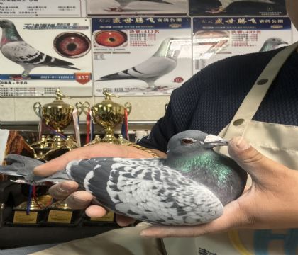 21.���Ѹ���40��ȫƽ��