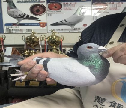 23.�����ָ�319