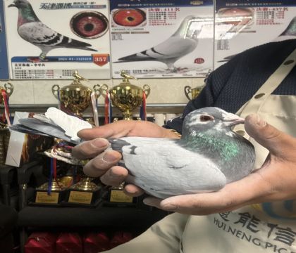 24.��������˫�ظ���7����ƽ��