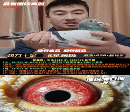 ������ʮ�㡷��ӥx858x���ض�