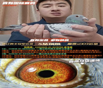 ��ͨ�ɸ����ھ����ס���ӥx003˫�ؽ���