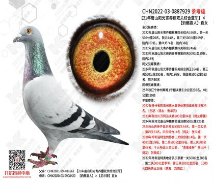 21����ɽ���������˫���ۺ��Ǿ������Ҽ���ֱŮ