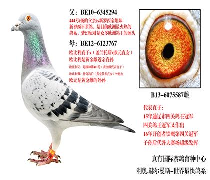 通辽鸽王冠军之母