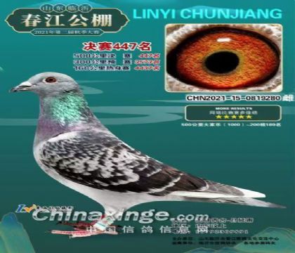 �������447��