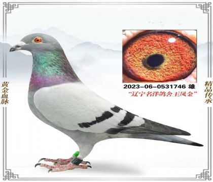 ������������������鳲��