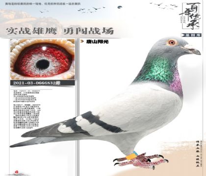 阳光鸽王冠军家族832