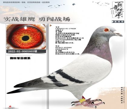 御林军豪横系803