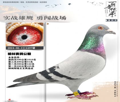 神州精英公棚利器497