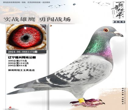 神州大将公棚利器172