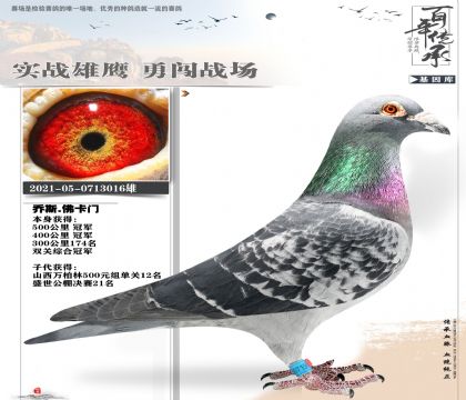 最好的佛卡门鸽王016