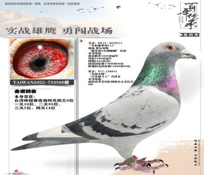 利奥太鸽王14名589