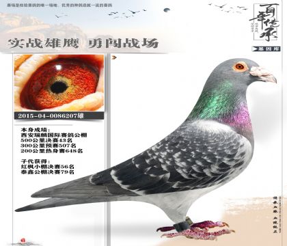 利奥003功勋种鸽公棚43名6207