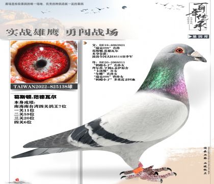 奶酪海翔鸽王6名138