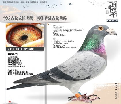 功勋种鸽公棚鸽王6名735