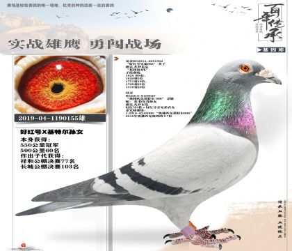 好红号家族550特比冠军155