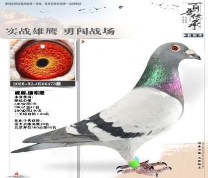 公棚鸽王36名473